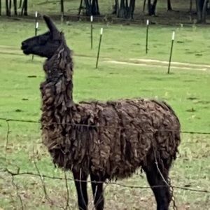 Meet your Posher, Robert b